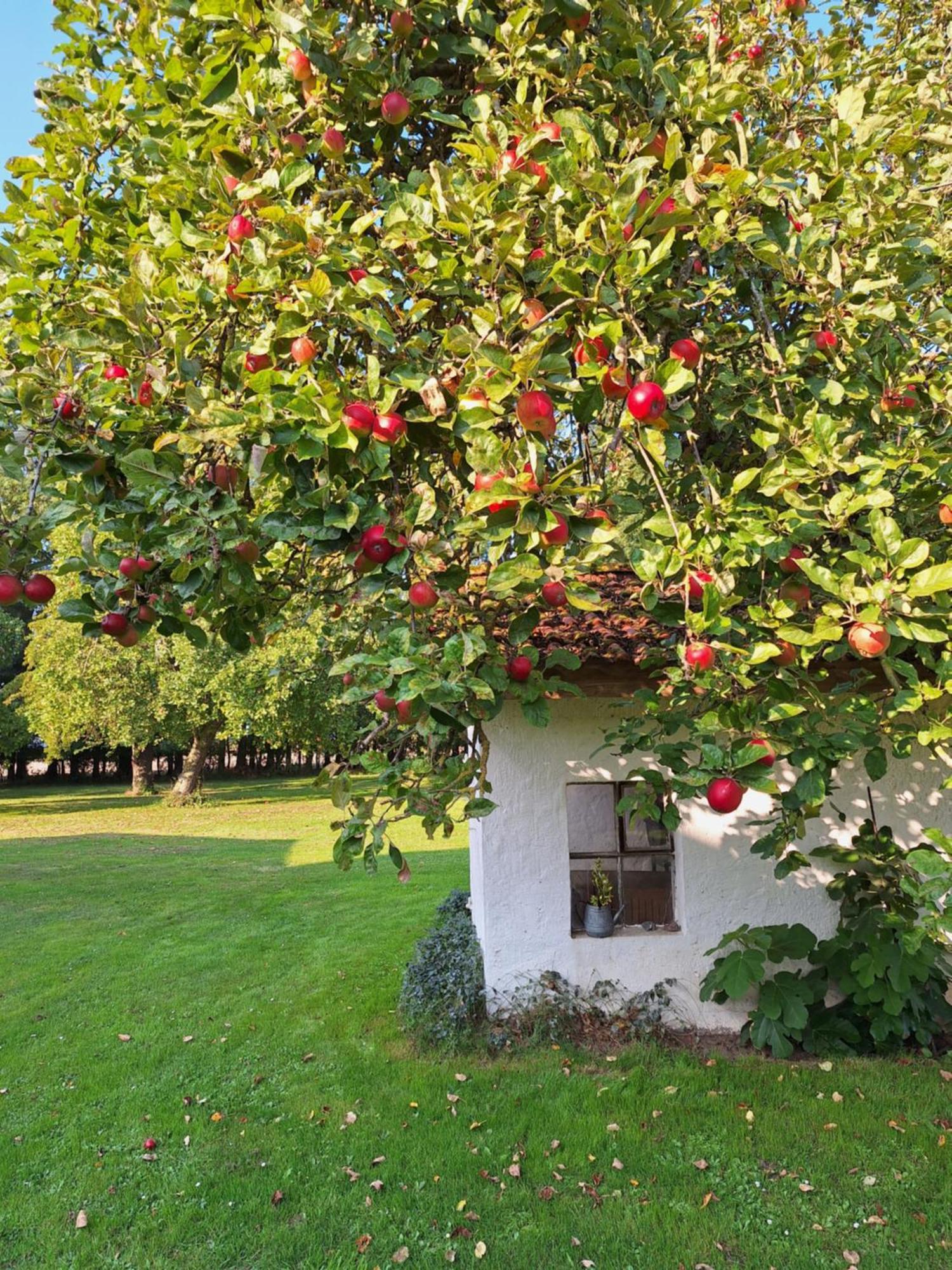 Das Apfelhaus Rappin Buitenkant foto